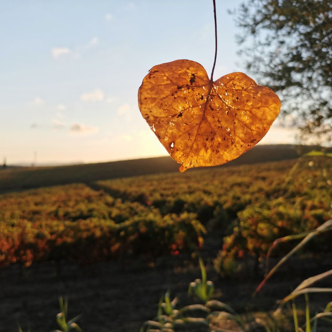 autumn leaf with vineyards in background