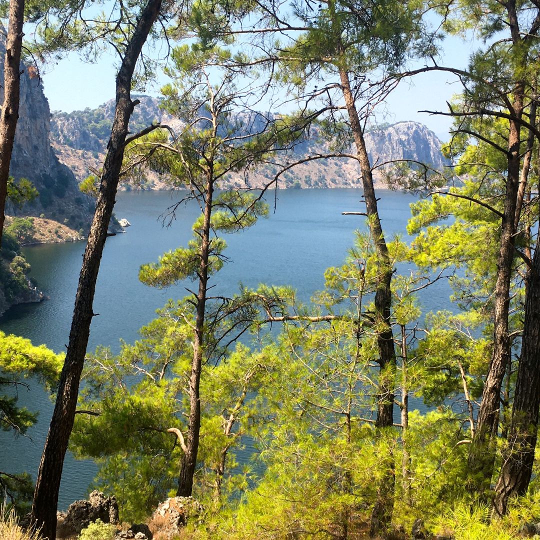view of the lagoon through pine trees